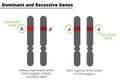 Difference between dominant and recessive genes Royalty Free Stock Photo