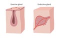 Difference between Endocrine and Exocrine Glands Royalty Free Stock Photo