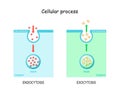 Difference between exocytosis and endocytosis Royalty Free Stock Photo