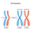Difference between homologous chromosomes, a pair of homologous chromosomes, and Sister chromatids Royalty Free Stock Photo