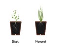 Difference between Monocotyledon and Dicotyledon plants. Different kinds of roots. Isolated vector flat illustration