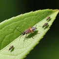 Difference, with one larger bug and three smaller ones surrounding Royalty Free Stock Photo
