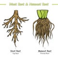 Difference between Root and Dicot Root Royalty Free Stock Photo