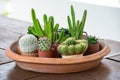 Difference types of cactus plant on clay pots. Closed up cactuss Royalty Free Stock Photo