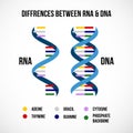 Differences between dna and rna vector scientific icon spiral of DNA and RNA