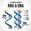 Differences between dna and rna vector scientific icon spiral of DNA and RNA