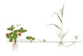 Differences propagation of Strawberries and Quackgrass