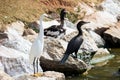 Three different birds