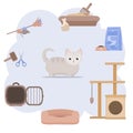 Different accessories for cats