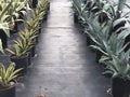 Different Agaves