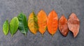 Different age of leaves and colour set up on dark stone background. Ageing and seasonal concept colorful leaves with flat lay and