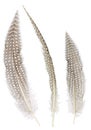 Different angles of the Pheasant feathers collection Royalty Free Stock Photo