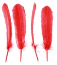 Different angles of red goose feather collection