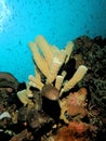 different angles the silhouette of sunlight penetrates the sponge coral,