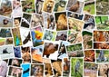 Different animals collage Royalty Free Stock Photo