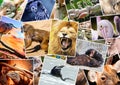 Different animals collage Royalty Free Stock Photo