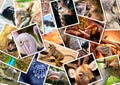 Different animals collage Royalty Free Stock Photo