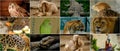 Different animals collage Royalty Free Stock Photo