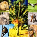 Different animals collage on postcards Royalty Free Stock Photo