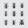 Different Ant species vector illustration