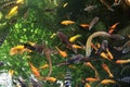different aquarium fishes
