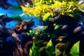 different aquarium small fish swimming near reefs