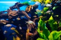 different aquarium small fish swimming near reefs
