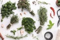 Different aromatic herbs, spool of thread and scissors on white wooden table, flat lay Royalty Free Stock Photo