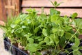 Different aromatic potted herbs in crate, closeup Royalty Free Stock Photo