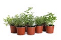 Different aromatic potted herbs isolated on white Royalty Free Stock Photo