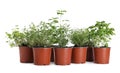 Different aromatic potted herbs isolated on white Royalty Free Stock Photo