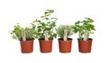 Different aromatic potted herbs isolated Royalty Free Stock Photo