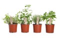 Different aromatic potted herbs isolated Royalty Free Stock Photo