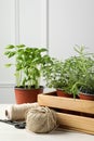 Different aromatic potted herbs, treads, and scissors on white wooden table