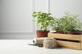 Different aromatic potted herbs, treads, and scissors on white wooden table. Space for text Royalty Free Stock Photo