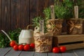 Different aromatic potted herbs, watering can and tomatoes on grey wooden table Royalty Free Stock Photo