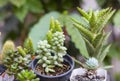 Different assorted small succulents