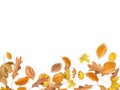 Different Autumn leaves blowing through the sky, autumn concept backgrounds, room for text, copy space, online, sale, retail, post