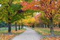 Different autumn tree colours in a park