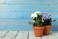 Different beautiful blooming plants in flower pots on white wooden table, space for text Royalty Free Stock Photo