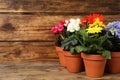 Different beautiful blooming plants in flower pots on wooden table, space for text Royalty Free Stock Photo