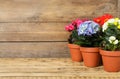 Different beautiful blooming plants in flower pots on wooden table, space for text Royalty Free Stock Photo