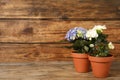 Different beautiful blooming plants in flower pots on wooden table, space for text Royalty Free Stock Photo