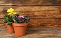 Different beautiful blooming plants in flower pots on wooden table, space for text Royalty Free Stock Photo