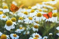 Different beautiful butterflies fluttering and sitting on a bright meadow on a gentle Bellamy flowers daisies on a Sunny summer