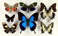 Different beautiful colorful tropical butterflies collection. Entomology