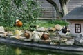 Different beautiful ducks are sitting on the shore of a pond or pond