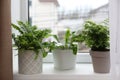 Different beautiful ferns in pots on white window sill Royalty Free Stock Photo