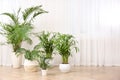 Different beautiful indoor plants on floor in room. House decoration Royalty Free Stock Photo