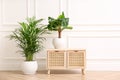 Different beautiful indoor plants and wooden commode near white wall in room. House decoration